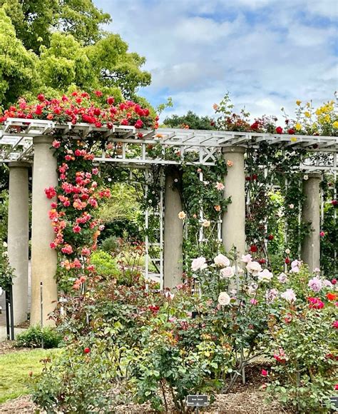 The Huntington Rose Garden in Pasadena