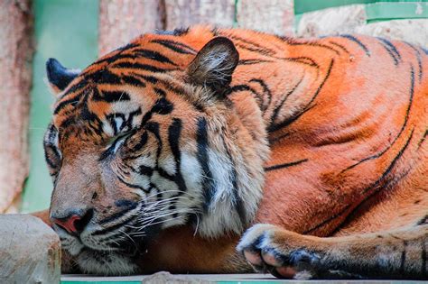 Sleeping Tiger · Free Stock Photo