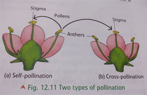 Cross Pollination Diagram