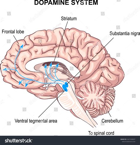 Dopamine System Anatomy Central Nervous System Stock Illustration 1621530037 | Shutterstock