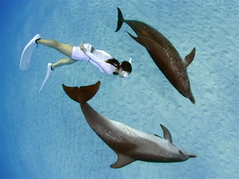 Swim With Wild Dolphins