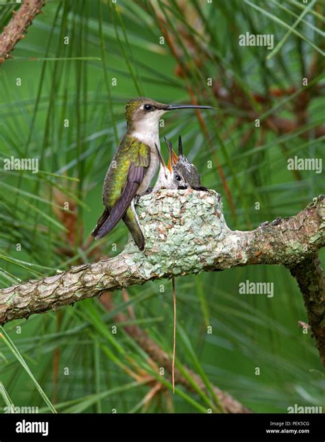 Ruby-throated hummingbird on nest with young Stock Photo - Alamy