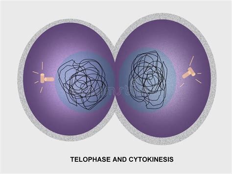 Cell Division Telophase and Cytokinesis. Diagram of cell in telophase , #SPONSORED, #Telophase ...