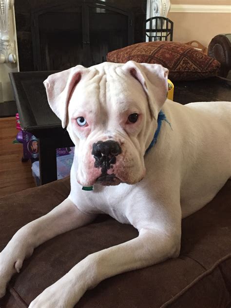 Busting 5 common myths about the white boxer dog – Artofit