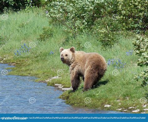 The Wildlife of Kamchatka. Kamchatka Mountains. Kamchatka Peninsula ...