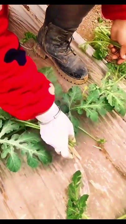 Watermelon pruning #shorts #plantingtips - YouTube