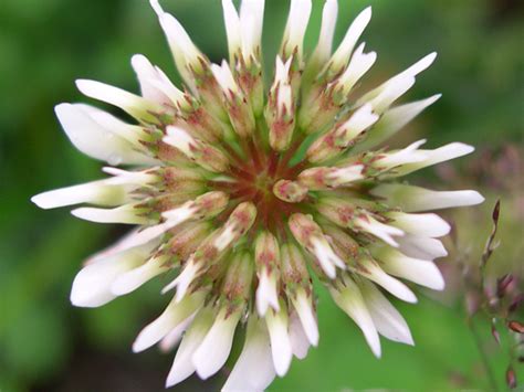 Wildflowers for bees: how to attract bees to your garden - Woodland Trust | Bee friendly plants ...