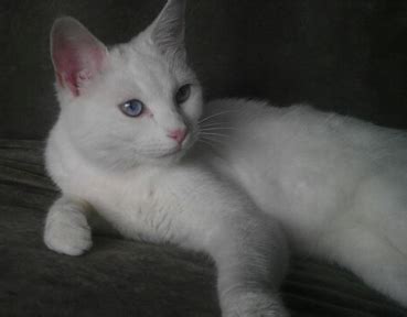 Cat Finders » Blog Archive » Found: white cat with blue eyes; Madbury, NH