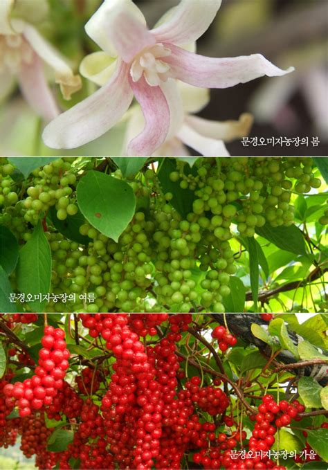 [Nature Holic] Mungyeong Omija Cheong Extract (1L) – Gochujar