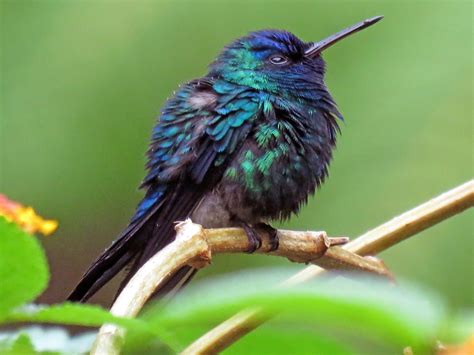 Blue-headed Hummingbird - eBird