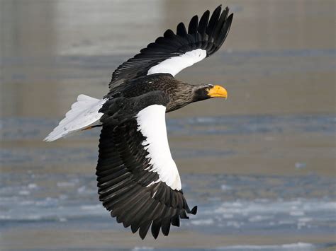 Steller's Sea-Eagle - eBird