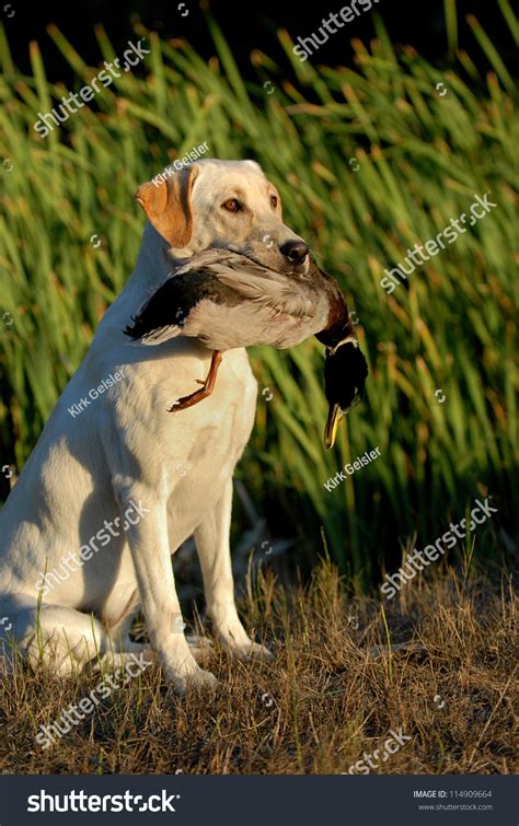 Hunting Labrador Retriever Dog Stock Photo 114909664 - Shutterstock