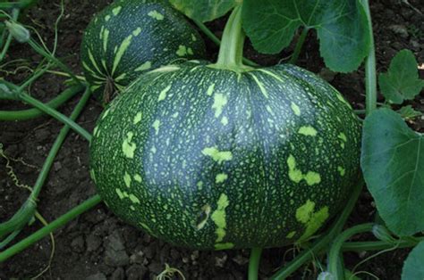 10 Heirloom Pumpkin seeds, Kaddu seeds, Kashiphal seeds, Kaddu ke beej ...