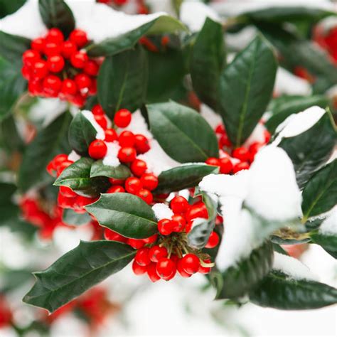 American Holly Trees for Sale | Garden Goods Direct