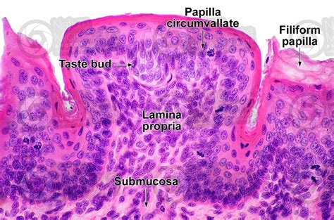 Fungiform Papillae Histology