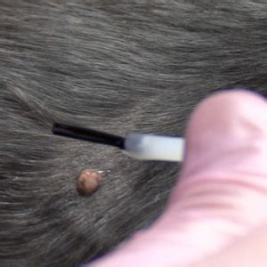 🥇How to Remove Warts on Dogs in (September 2024) - Guide