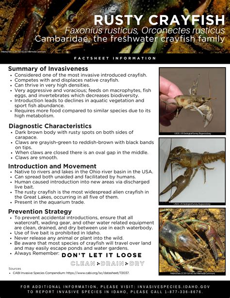 Rusty Crayfish Factsheet — Invasive Species of Idaho