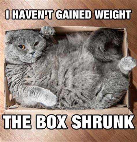 These 12 Cats Simply Cannot Contain Their Love For Boxes | Funny animal pictures, Funny animals ...