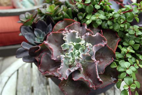 Succulents in the Rain Photograph by Connie Fox - Fine Art America