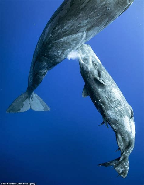 Stunning pictures show mother sperm whale feeding its calf by injecting milk into the sea ...