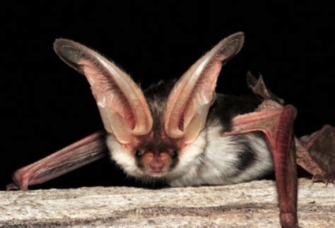 Top 10 Rare And Unusual Species of Bats