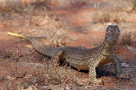 10 Animals in the Australian Outback (With Pictures) - Online Field Guide