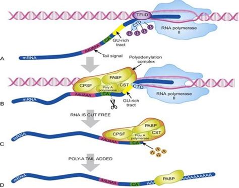 Lecture 28 pt 1: Transport of mRNA into Cytoplasm Flashcards | Quizlet