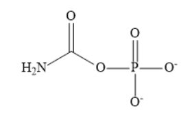 Which two pathways use carbamyl phosphate? | Homework.Study.com