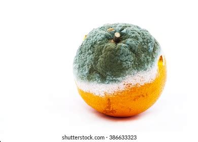 7,393 Rotten Orange Fruit Images, Stock Photos & Vectors | Shutterstock