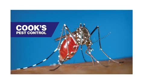 Mosquitoes in Winter | Cook's Pest Control