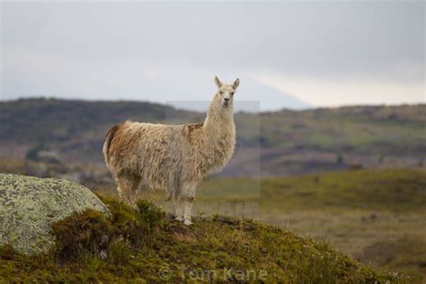 Animales De Cotopaxi