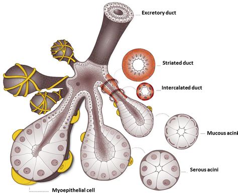 Excretory Duct Salivary Gland