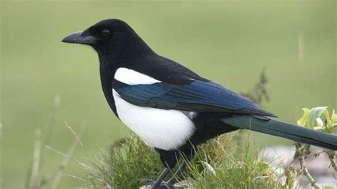 What do magpies eat? They eat "magpie candy" - Pet Knowledge