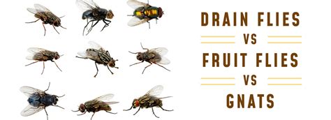 Drain Flies, Fruit Flies, and Gnats: Comparing Their Differences ...