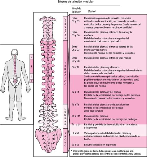 Lesión medular – Paraplejia: Qué es, causas, síntomas, tratamiento y consejos | FisioOnline