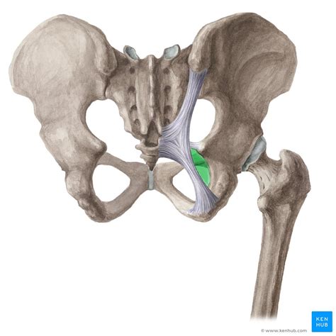 Greater Sciatic Foramen