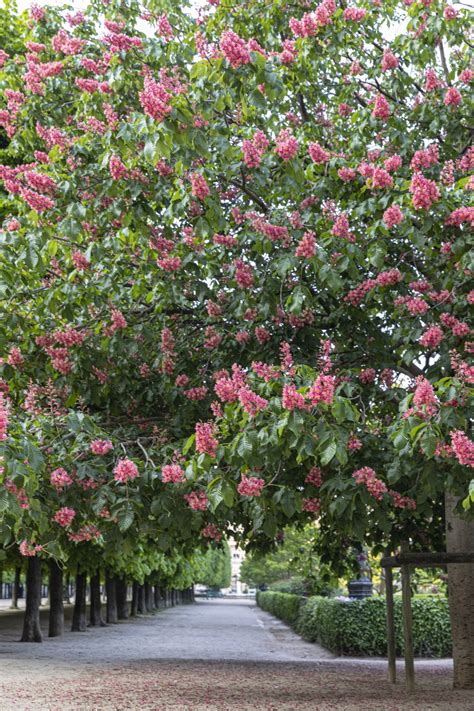 Palais Royal Gardens — Parisian Moments