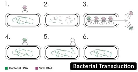 Bacterial Transduction: Definition, Principle, Steps, Examples