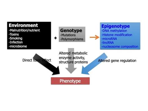 Introduction to Epigenetics – Environmental Epigenetics and Respiratory Diseases