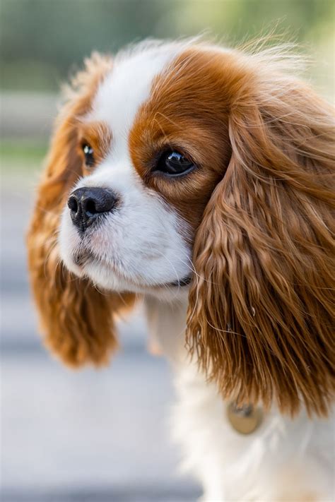 Cavalier King Charles Spaniel Puppies (19 cute pups) - Talk to Dogs