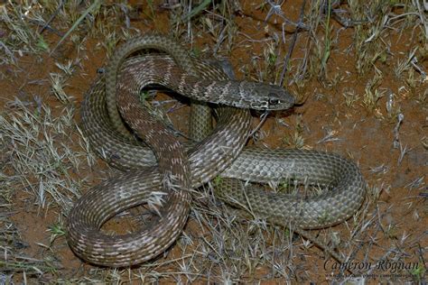 Red Cliffs Desert Reserve » Coachwhip Snake (Masticophis flagellum)