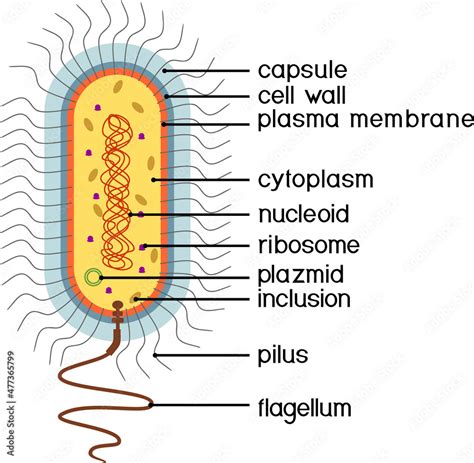 Prokaryotic Cell Structure