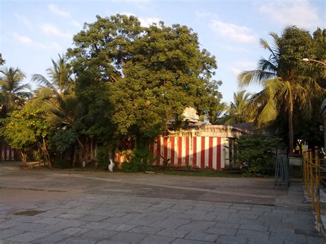 Prakruti -Mother Nature: The Panchavati - "5 trees" culture-