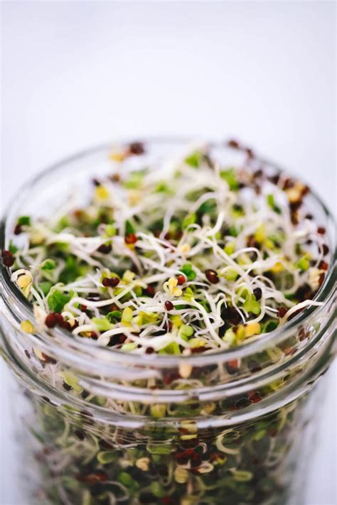 How to Grow Broccoli Sprouts. Broccoli Sprouts Benefits and more.