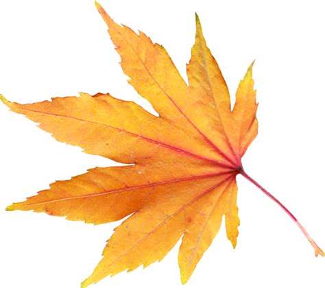 Autumn Leaf PNG Image - PurePNG | Free transparent CC0 PNG Image Library