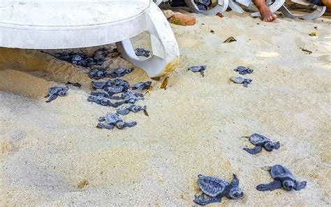 Small baby turtles crawl out sand Mirissa Beach Sri Lanka. 45904891 Stock Photo at Vecteezy