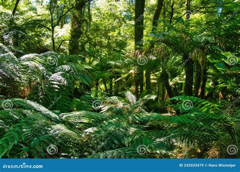 Ferns and Tree Ferns in the Lush Rainforest, Gippsland, Victoria, Australia Stock Image - Image ...