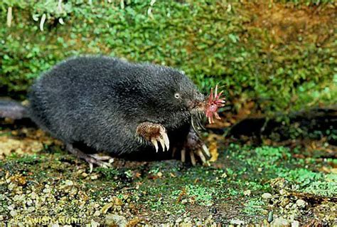 Star-nosed Mole Facts