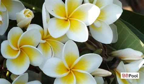 20+ Interesting Facts About Jasmine Flower in Hindi - Hindipool