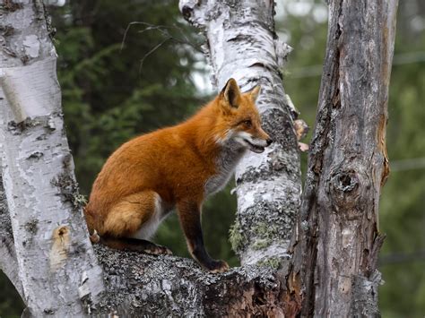 Ann Brokelman Photography: Red Fox climbing a tree!!!!